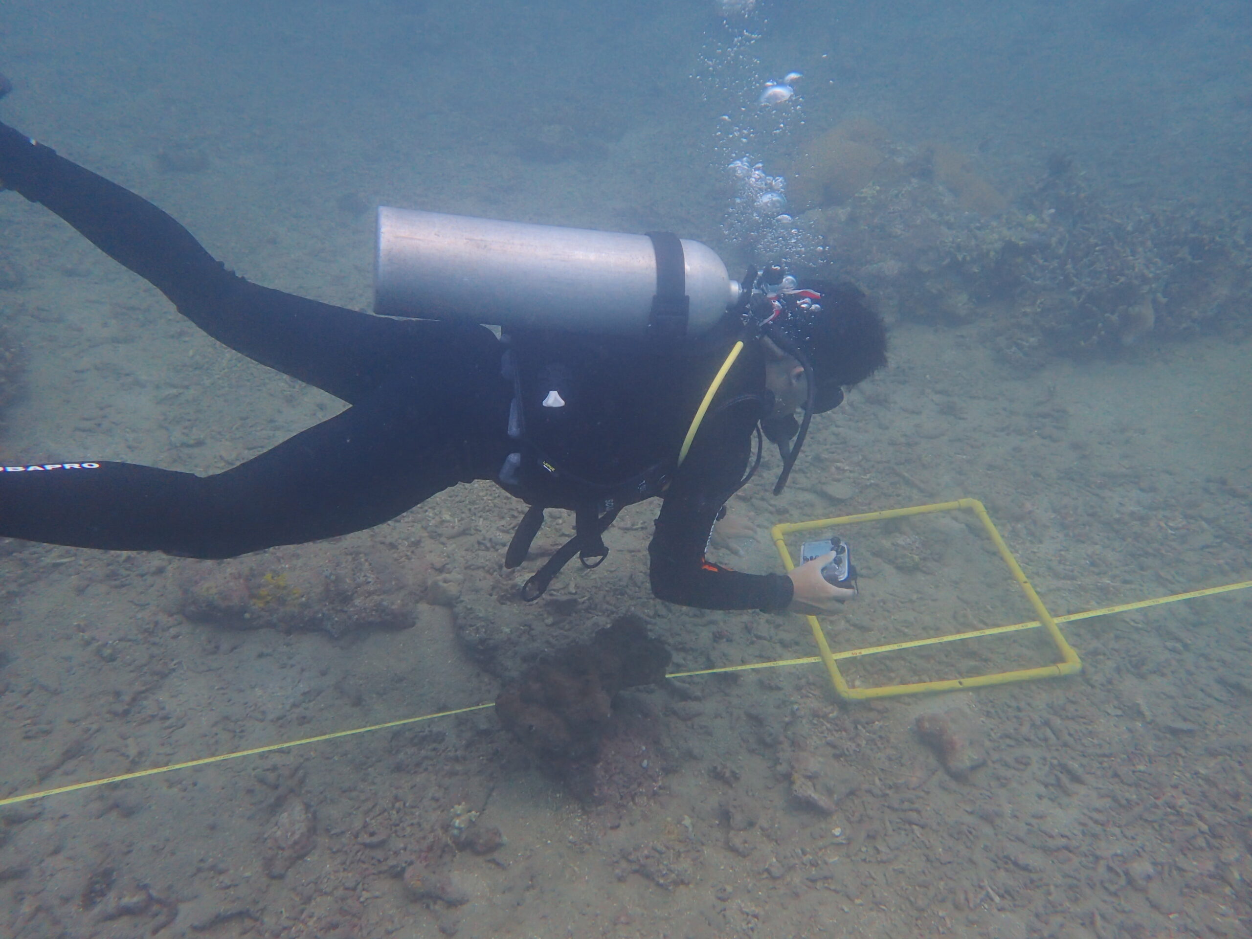 Coral Reef Survey