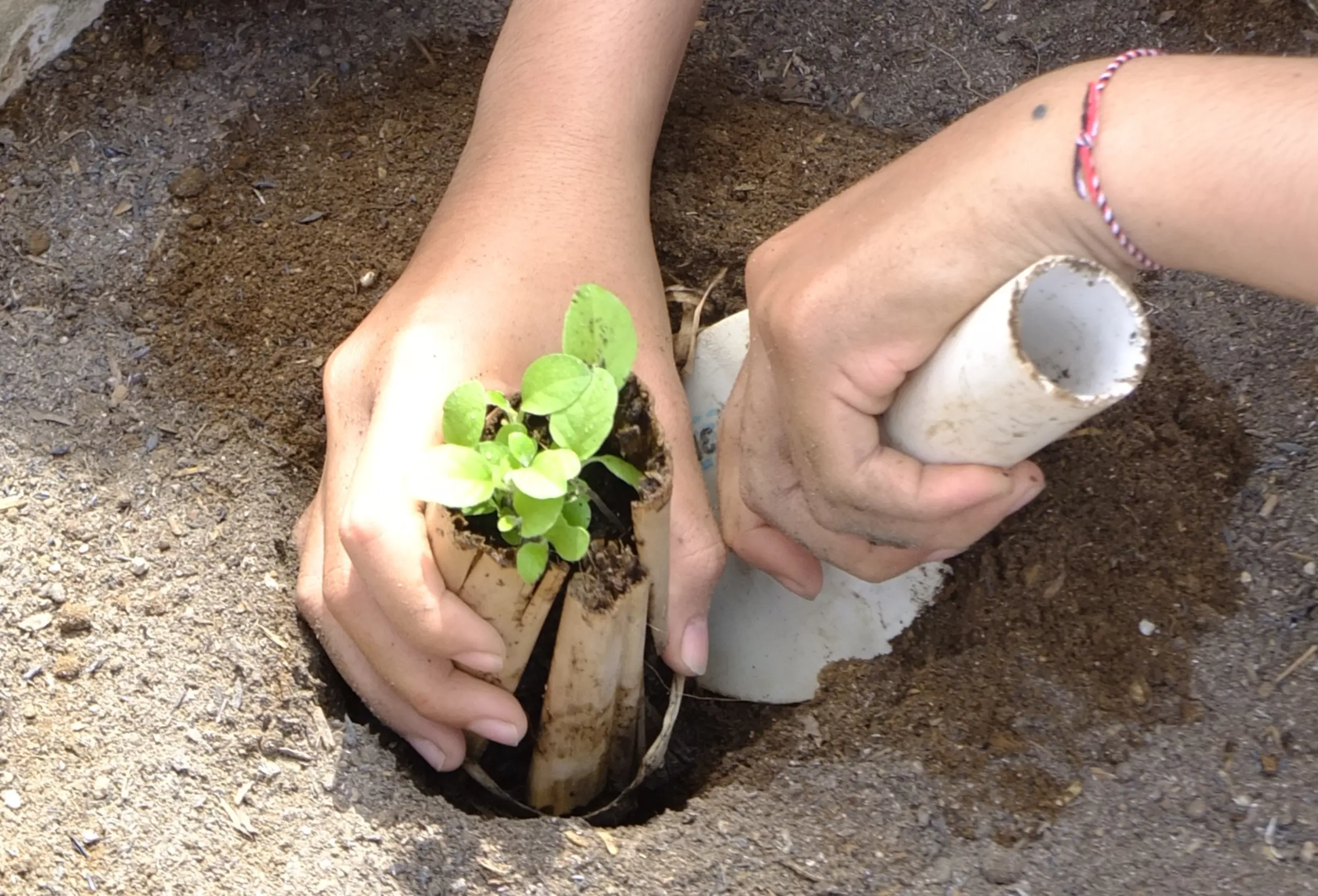 Planting Eggplant